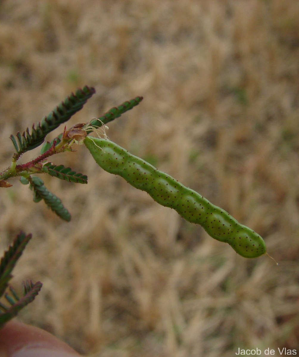 Aeschynomene indica L.